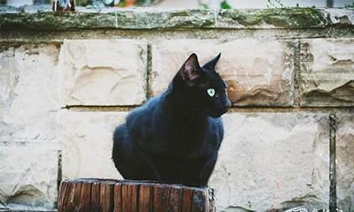 自从养了猫运气就一直不好 三种颜色的猫最吉利