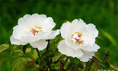 玉不能一带一摘 玉会认主吗