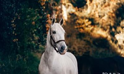 属马2022.12.19运势 逞强