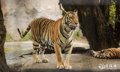 女人穿老虎图案的衣服好吗 穿老虎图案的衣服会如何