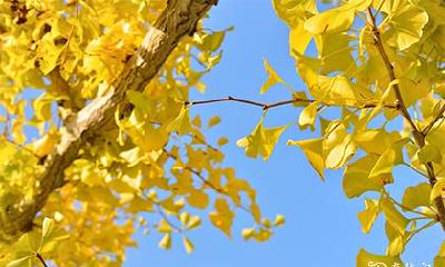 正月洗被罩有什么不好吗 晒被子有什么需要讲究的