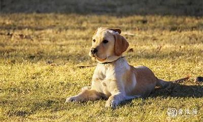 养狗的好处风水学 养什么狗最招财