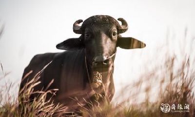 请问1985年属牛的在虎年穿什么颜色好衣服