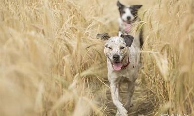 出门骑车碰了一下狗 撞到狗怎么化解