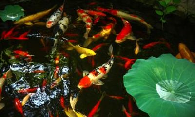 数字13在中国的讲究 数字13的风水寓意