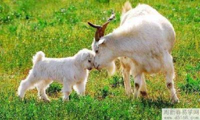 2022年1月属羊女的事业运势好不好