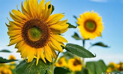 祝孩子高考成功送什么花 不同花束的寓意