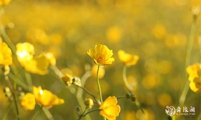 家里有人高考带什么比较合适 送考生什么好