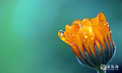 孩子中考家里摆什么花 考试必备神器