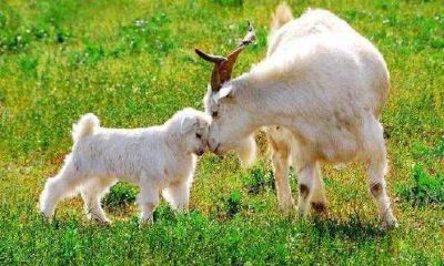 属羊人办公桌吉位 2021年羊人办公桌凶位