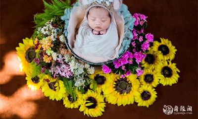 兔宝宝取名 兔宝宝起名字宜用字