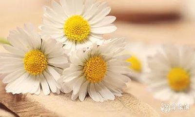 高考有寓意的糕点 代表金榜题名的水果