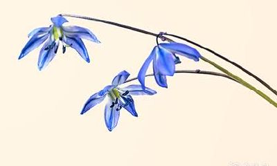 高考要穿什么颜色的旗袍 分别有什么寓意吗