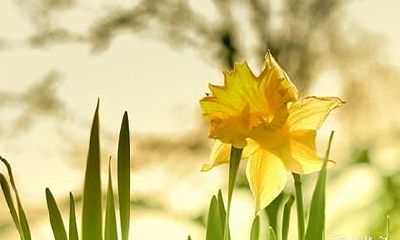 高考送什么植物 高考成功送什么礼物合适