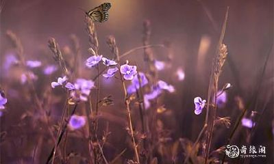 高考送花讲究 送花数量有什么讲究