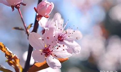 高考什么时候送花送什么花 高考金榜题名送什么花