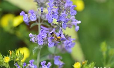 高考请香怎么请 上香的正确步骤