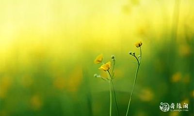 高考前送花送什么花 高考送什么礼物