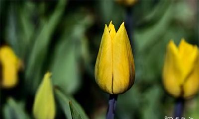 高考旗袍穿什么颜色最佳 高考不适合穿什么颜色的旗袍