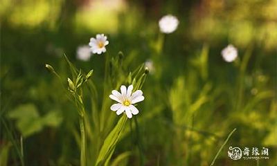 高考旗开得胜旗袍的颜色 送考旗袍颜色讲究