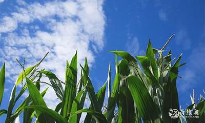 高考进香用几个粽子 高考挂粽子怎么挂