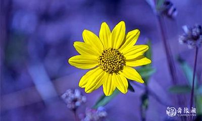 高考家中放什么花 寓意金榜题名的花