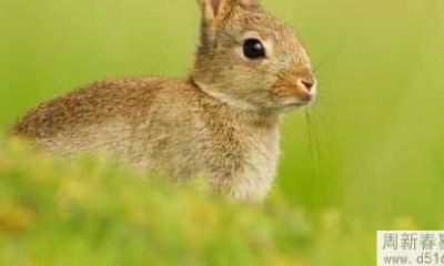 1964年属龙人2022年健康运气好吗