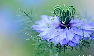 高考当天家里放什么好 摆什么有助孩子高考