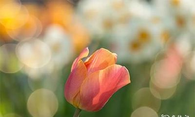 高考穿什么颜色的旗袍 穿什么颜色最好