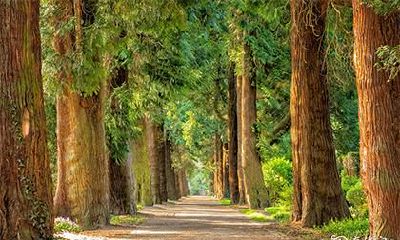 砍树有没有禁忌 屋前砍树风水禁忌