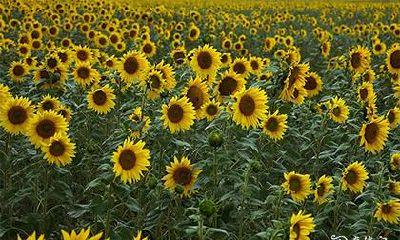 助学业的水晶 哪种水晶旺学业