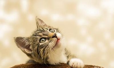 为什么捡小猫不吉利 什么颜色的猫最旺财