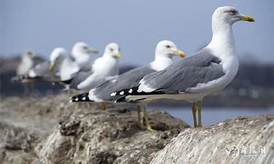 为什么老人说家里不能养鸽子 养鸽子对家里吉利吗