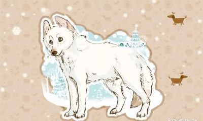 属狗2023.2.7运势 不要干涉别人的事