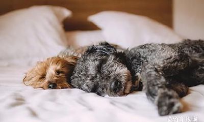 汽车撞狗有什么预兆 撞死一只狗怎么化解