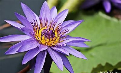 孩子高考家里养什么花 家中文昌位放什么好