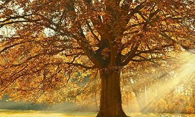 枫树种植禁忌 四大忌种禁忌