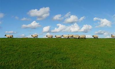 属羊叫什么名字 属羊人起名推荐