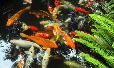 易经1-100吉祥数是什么 6在易经代表什么